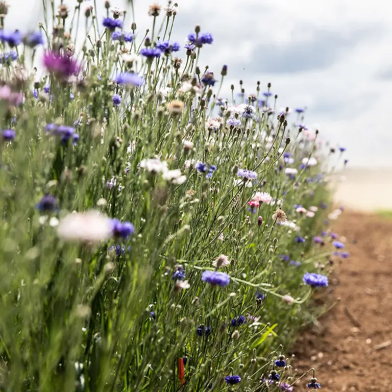 Photo d'un champ de fleur à gauche avec un chemin de terre à droite