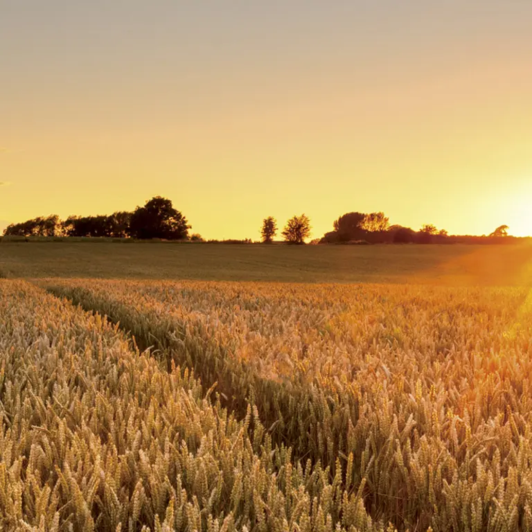 Photo d'un champ de blé jaune pendant le couché du soleil