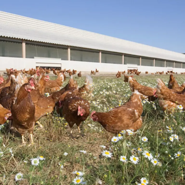 Poulets élevage en plein air