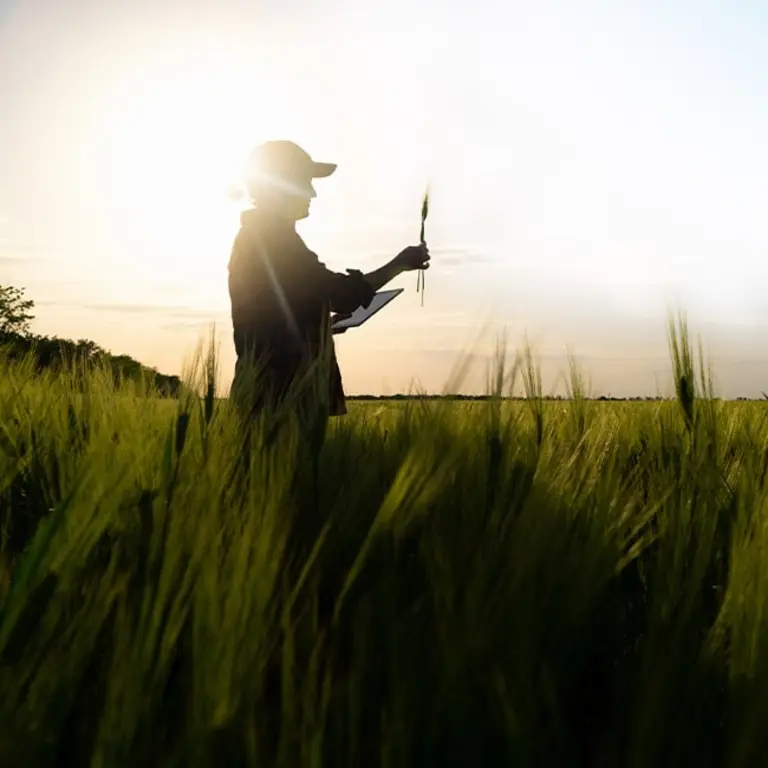 Agronome avec une casquette analysant un épi d'orge dans un champ d'orge avec une forêt à l'arrière plan